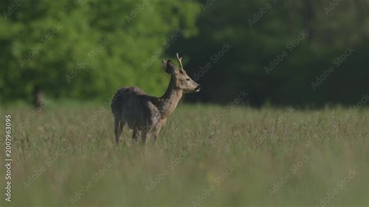A male roe deer (Capreolus capreolus) is walking and eating in a green field in spring at morning.