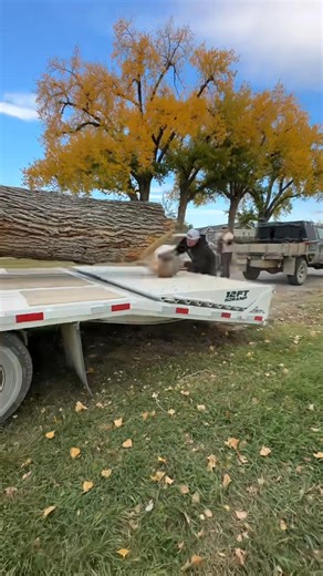 2.3M views · 13K reactions | This big ash tree had become a risk to falling on the house it was beside so it had to come down and I was happy to get it so I can mill it up and make some furniture out of it in a few years once it’s dry | The Dusty Lumber Co. | Facebook