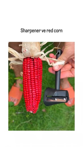 👁️ | This post showcases a 10-second satisfying video of using a handheld corn shucker to remove kernels from red corn, with kernels cascading... | Instagram