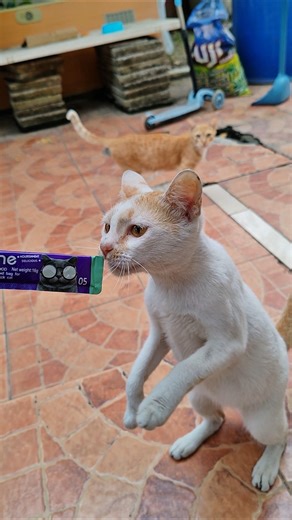 Two Cats, One Tiny Snack #cat