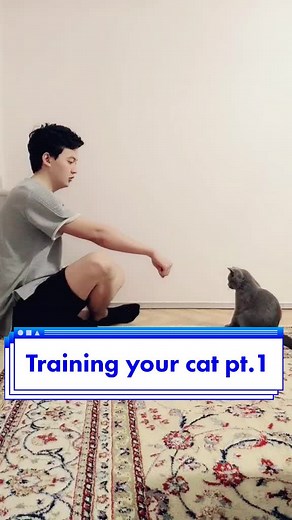 Cat Training: How to Teach Your Cat Basic Commands
