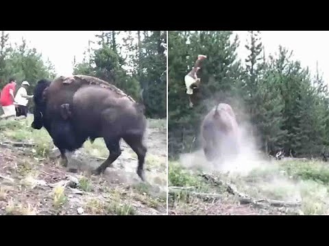 Bison tosses 9-year-old girl into the air as animal charges Yellowstone tourists | ABC7