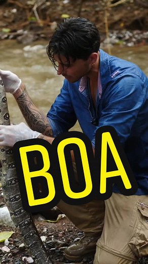 Découverte d'un Boa dans la Jungle par Yvan @animaux_mode_d_emploi