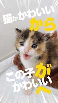 「猫がかわいい」から、「この子がかわいい」へ｜子猫の成長と深まるかわいさ【保護猫生活】