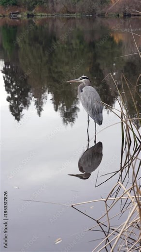 Heron Hunting Pond Shoreline vertical video 4K UHD.A Great Blue Heron hunting along the shoreline of a still pond. Vertical video. 4K, UHD.