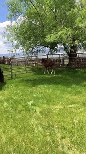 Baby streching her legs | Kw Bar Ranch Clydesdales