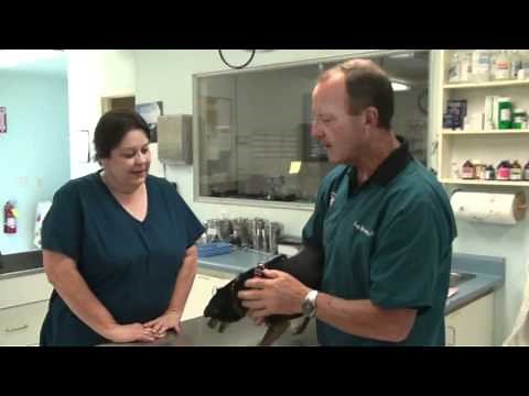 My Dog Ate a Chicken Bone