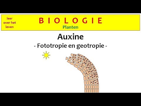 Biologie - Planten - Auxine - Fototropie en geotropie -