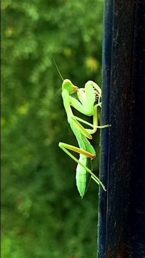 🌿 Friendly Mantis Goes to Visit Friend ‪@LMNBSnature
