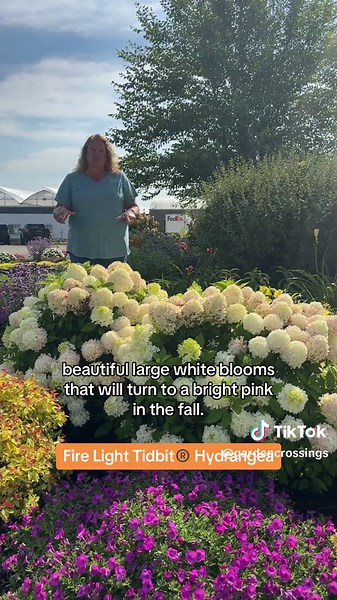 Fire Light Tidbit® Hydrangea stays neat and compact throughout its lifetime, reaching a maximum height of only 3 feet. Plant type: Shrub Exposure: Full sun to part shade Hardiness zones: 3-8 Link in bio to order online! #hydrangea #hydrangeagarden #shrubs #gardens #gardening #gardencrossings