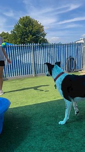 Ms. Patsy has Counselor Mahala wrapped around her paw, and we're paw-sitive it's a fur-ever kind of love! #leessummitsmallbusiness #leessummitmissouri #kansascitydogs #summitpetcare | Summit Pet Care