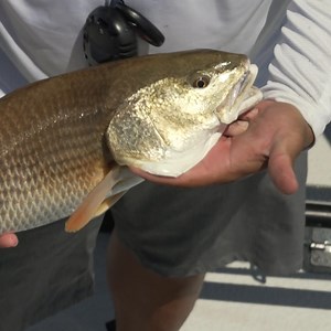 Join Marty Smith as he heads down to Venice, Louisiana to chase one of their very own prized redfish. Marty meets up with Josh Galt to do a little sight fishing and learn more about what make Venice, LA such a famous location for targeting redfish. | Academy Sports Outdoors