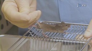 Manual Restraint and Common Compound Administration Routes in Mice and Rats