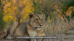 10 Key Threats to Lion Habitats: Understanding the Crisis