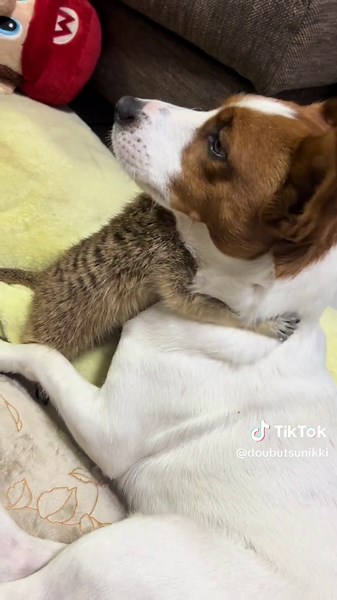 ミーアキャットとジャックラッセルの可愛い生活
