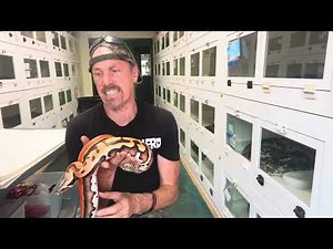 Blood Pythons, Why I keep Obsessing