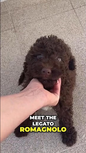 Meet the Lagotto Romagnolo: A Professional Treasure Hunter!