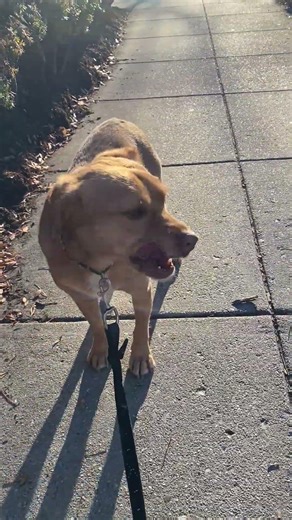 Puppy is very happy ‪@ArlendaTV‬ #puppy #mlps #viralvideo #snuggly