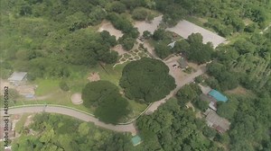Giant Monkey Pod Tree a big tree in Kanchanaburi Thailand