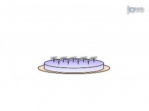 Studying the Effects of Matrix Stiffness on Cellular Function using Acrylamide-based Hydrogels