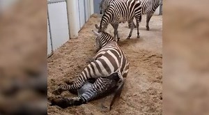 Für gewöhnlich bringen die Zebras im Burgers’ Zoo ihre Jungen nachts in den Ställen zur Welt. Dieses Mal jedoch wurden die Tierpfleger Zeuge einer Geburt am späten Nachmittag. Mutter und Jungtier sind wohlauf. Es ist bereits das dritte Zebra, das dieses Jahr im Burgers’ Zoo geboren wurde, und weitere werden folgen. Auf der weiten Savannenfläche des Arnheimer Zoos lebt eine große Herde Böhm-Zebras, die meistens rund 20 Tiere umfasst. Da jedes Jahr mehrere Jungtiere geboren werden und jährlich ein