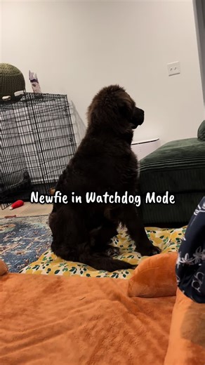 When our Newfie goes to watchdog mode at nights 🥹 #newfie #newfoundlanddog #puppy #dog #newfoundland