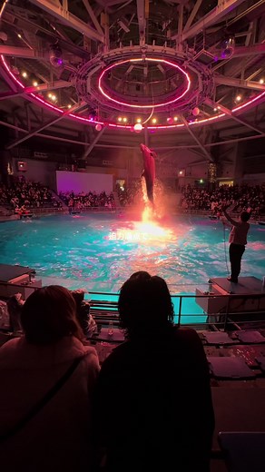 東京の遊園地のような水族館体験