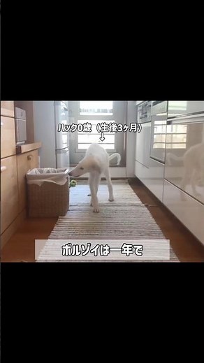 ボルゾイが成犬になるとこんなに大きくなります #ボルゾイ #大型犬 #犬