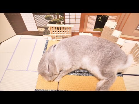 寝てる間に内緒でつくった大好きな畳の香りがするミニチュア和室に運び込まれたうさぎさん。目覚めた時のリアクションやいかに...