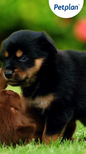 65 reactions |  Something to remember at Easter is that chocolate contains theobromine which is poisonous to dogs and lots of other pets. Do you know what to do if your pawsome pal accidently sneaks a bit of chocolate? Here qualified veterinary nurse and Petplan Team member Pauline tells us, what to do if your dog does eat even a tiny piece. For more advice on spotting poisoning in dogs visit https://bit.ly/PetplanSignsofPoisioning | Petplan UK | Facebook