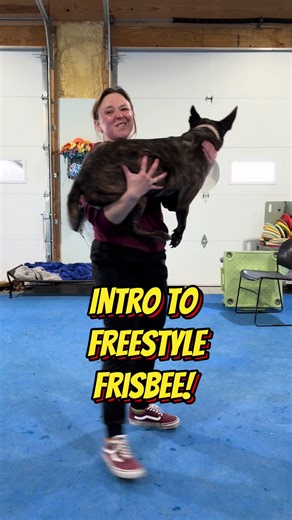 Join Our Virtual Frisbee Dog Classes