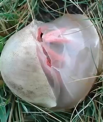 This morning, I went outside to water the plants and make sure everything was in order. But as soon as I opened the gate, a foul, metallic stench hit me. Near the flowerbed, I noticed something moving — a reddish, slimy clump that looked disturbingly like raw flesh. The smell was unbearable, like death itself. Shocked, I snapped a photo and searched online for “red slimy, rotten-smelling substance”… and the results were horrifying. 😨 (check in the first comment👇) | Dee Wallace