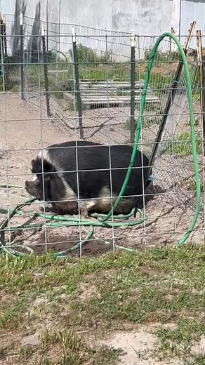 45K views · 381 reactions | This is turning out to be a sad day. We just found our sweet Patsy Swine passed away. It looks like she just laid down and went to sleep. :(. She was one of two of the first pigs we rescued at Humphrey Farm just before my sister passed away so this is hitting me hard. She loved her belly scratches and snacks - she will be missed. :( | Humphrey Farm General Store and Market | Facebook