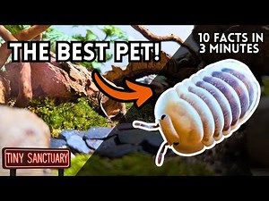 Meet Your New Favorite Pet: 10 Isopod Facts in 3 Minutes!