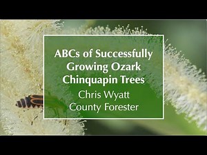 OCF 2024 Public Meeting 5-ABCs of Successfully Growing Ozark Chinquapin Trees