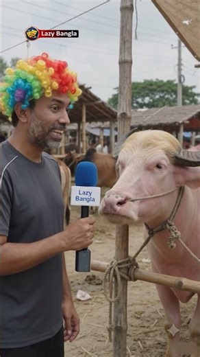 ঈদে ! ট্রাম্প গরুর মন খারাপ ! 🤣🤣 Eid Tramp cow, Satire funny video | Lazy Bangla