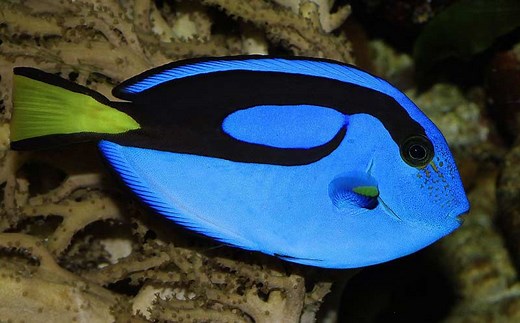 Blue tang for sale