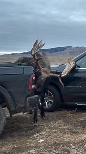 22K views · 779 reactions | A unique moose car wash. Moose are attracted to the salt on cars and will lick it off when the opportunity presents itself. Although this practice is strongly discouraged ,if the moose is already at your car licking it all you can do is watch and wait  . : @mywildlifefriends . #moose #wildlife | The Moose Meadow | Facebook