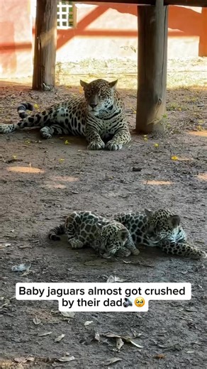 Check out our comfy jaguar shirts and hoodies in our bio ( https://thebigcatproject.com )! With each purchase, 25% of all proceeds are donated to our trusted wildlife charities dedicated to saving jaguars and preserving their homes. Your support can make a real difference! Shop now and help make an impact! Jaguars are powerful big cats native to the Americas, known for their muscular build and exceptionally strong jaws. Their golden coats are covered in distinctive rosettes and spots, making the