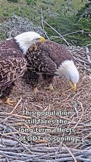 Help Support Bald Eagle Conservation