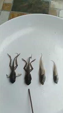 Metamorfosis Rhacophorus sp