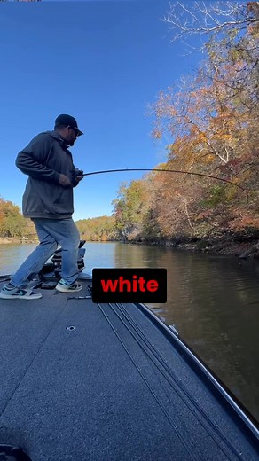 126 reactions | Listen to Motion Pro @fishing_felix_ discuss fishing channel banks in the fall, highlighting the importance of shady areas and using a white Sound Check Buzzbait for successful bass fishing. #BassFishing #FishingTips #BuzzBait #catchmofish #motionfishing | MOtion Fishing Co. | Facebook