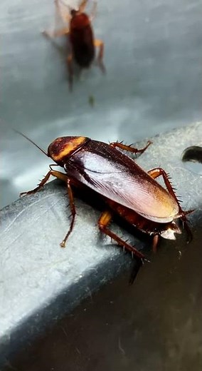 Signs of Cockroach Infestation #youtubeshorts #fyp シ #foryou