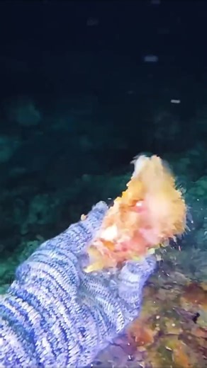 #diver #ocean #divingprofession #asmr