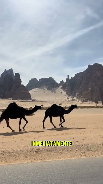 Giving camels water in the desert is a deadly mistake 🤯