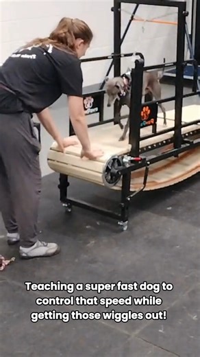 Blue had some serious wiggles today, so we introduced him to the slat mill. He figured it out fast and had the best time learning how to run with control. This pup has energy for days and we love seeing him channel it in a fun way. 🐾💙 #trainwalkpoop #dogtraining #wherepuppieslearnexcellence #zoomieswithpurpose 📍 Serving in Salt Lake City, Utah 🐶 📞 Contact us: (801) 613-1364 🌐 Website: trainwalkpoop.com | Train Walk Poop