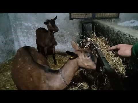 La chèvre alpine une race laitière largement diffusée en Europe et transfrontalière