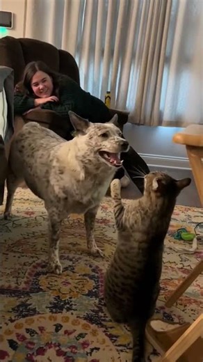 Must-See Moments of Dogs Failing Spectacularly #dogfails #funnydogs #petfails