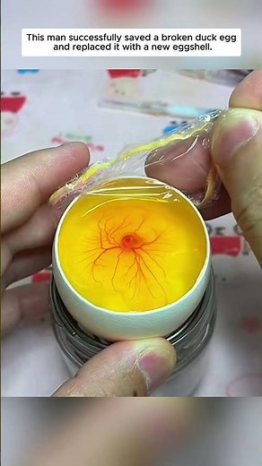 This man successfully saved a broken duck egg and replaced it with a new eggshell.