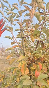 Plants pruning very important video 🌳🧐😳 #agriculture #horticulture #trendingpost #viralvideoシ #viralchallenge #pruning #kashmirapples #plants #kashmirvalley | Fitness warrior